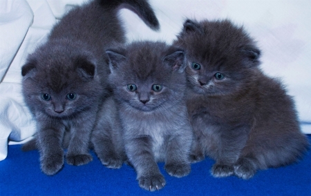 Kittens - Kittens, animal, paw, cat