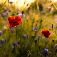 Poppy