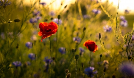 Poppy - plants, flower, Poppy, nature