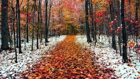 Snowfall in Autumn - in, Autumn, Snowfall, Nature