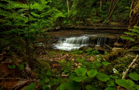 Waterfalls - las, wodospad, rosliny, skaly