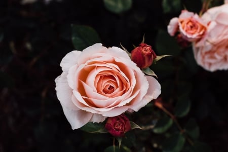 Roses - garden, rose, flower, beautiful