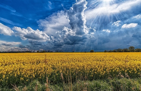 Amazing Sky and wonderful field - nature, field, cloud, yellow