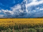 Amazing Sky and wonderful field