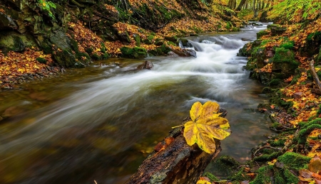 The last days of Autumn - nature, tree, beautiful, river