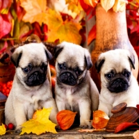 Pugs