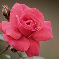 beautiful rose