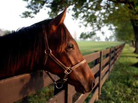 horse - field, grass, fence, horse