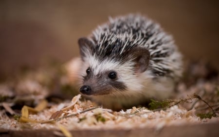 Hedgehog - animal, hedgehog, arici, cute, albino