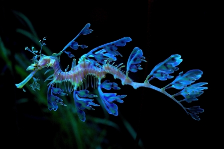 Leafy seadragon - summer, leafy seadragon, creature, animal, cute, black, blue, green