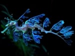 Leafy seadragon