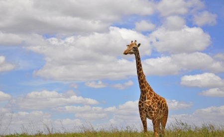 Giraffe - cloud, sky, animal, natu, giraffe