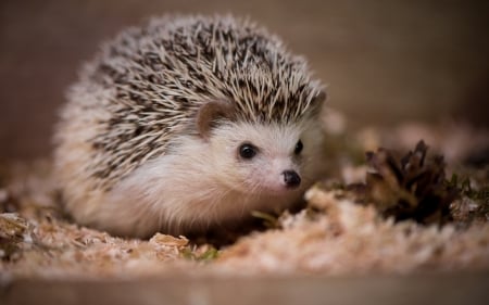 Hedgehog - animal, hedgehog, arici, cute, albino