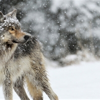 Wolf in Snow