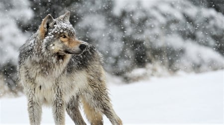 Wolf in Snow - Snow, animal, Nature, in, Wolf