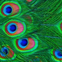 Peacock feathers