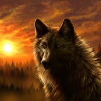 Black wolf