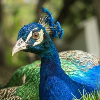 Peacock