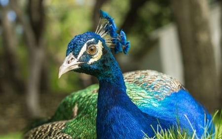 Peacock - bird, paun, peacock, blue, green, pasare