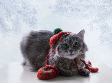 Winter is coming - hat, winter, cat, pisica, animal, scarf, funny, red, iarna, cute, daykiney