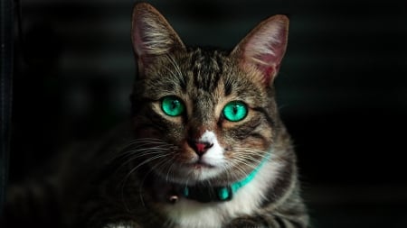 Cat w Green Eyes - kitties, love, cats, eyes, feline, pets, firefox persona theme, kitten