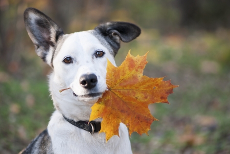 This Is For You - leaf, fall, autumn, dog