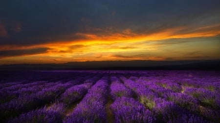 Lavender fields at the sunset - nature, field, sunset, lavender