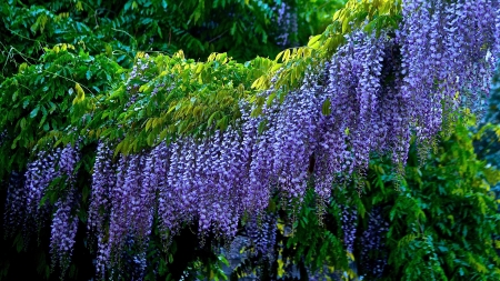 Beautiful Flowers - nature, green, purple, flower