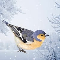 Winter Finch