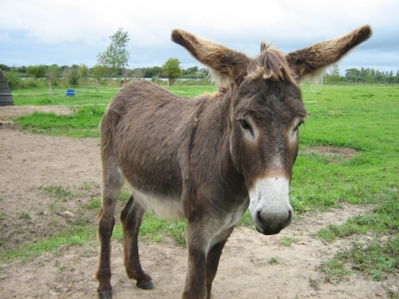 donkey - animal, jack ass, donkey, mule