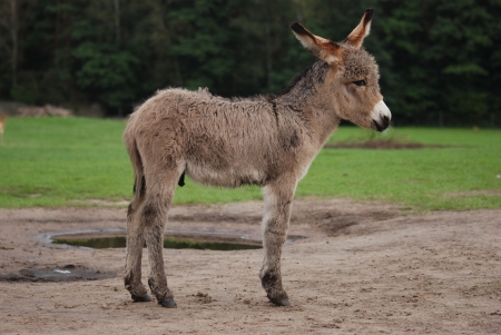 donkey - jack ass, mule, animal, donkey