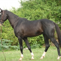 humayun marwari stallion