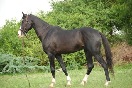 humayun marwari stallion - stallion, humayun, grass, marwari