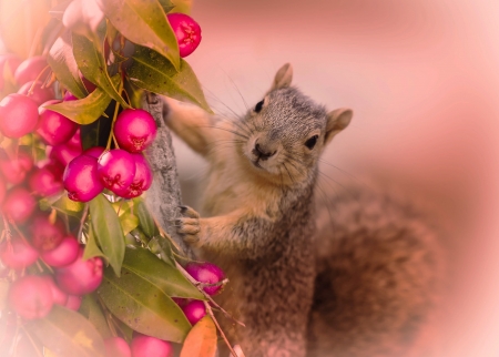 squirrel with berries - berries, rodent, animal, tree, squirrel, leaves