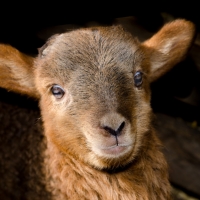 Lamb