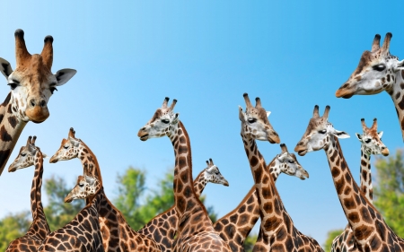 Giraffes - animal, safari, blue, giraffe, africa