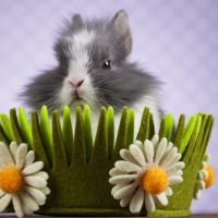 Bunny