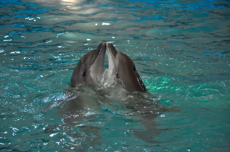 Dolphins - water, summer, blue, dolphin, sea, kiss, couple