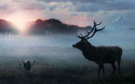 Misty morning - animal, autumn, deer, mist, silhouette, horns