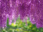 Wisteria