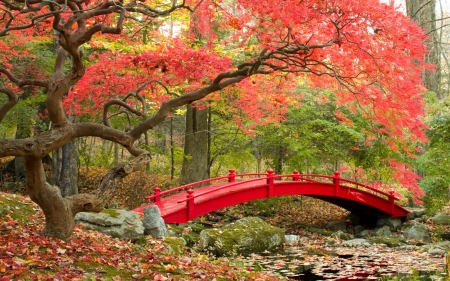 Bridge - peisaj, autumn, red, green, leaf, pink, tree