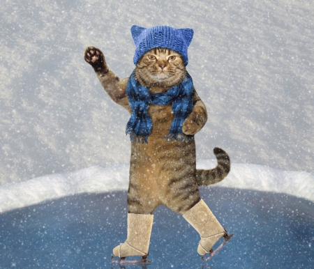 Winter cat