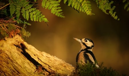 Bird - animal, tree, beak, bird