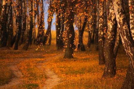 Autumn Forest - Trees, Forest, Autumn, Leaves