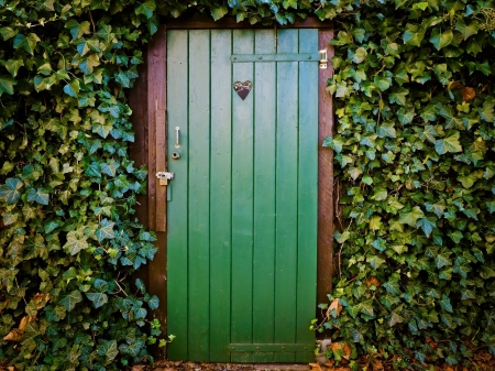 Door of Ivy Covered House - house, ivy, covered, door of