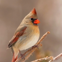 Female Cardinal