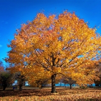 Golden Tree in Autumn