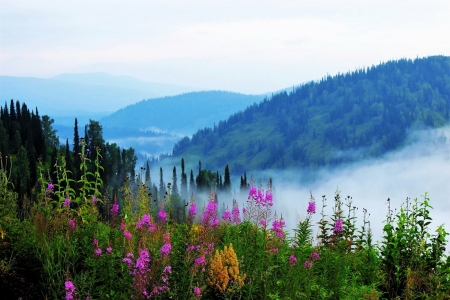 Forest - fog, nature, tree, forest