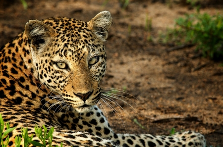 Leopard - spots, animal, Leopard, paw