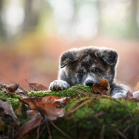 Shiba-Inu
